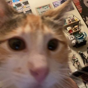 Meet your Posher, Ezequiel